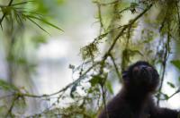 This Is a Lemur Known as the Milne-Edwards' Sifaka (2 of 2)