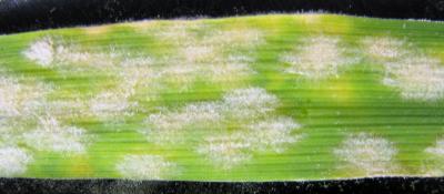Powdery Mildew
