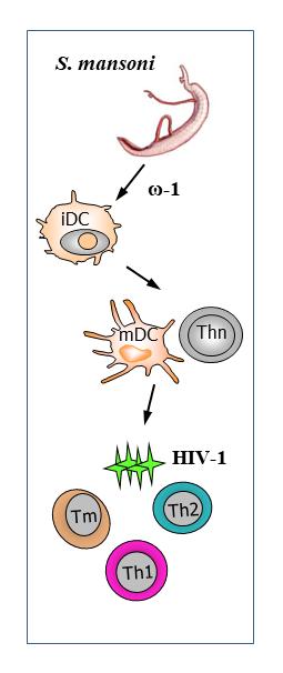 Helminthic Infections May Be Beneficial against HIV-1