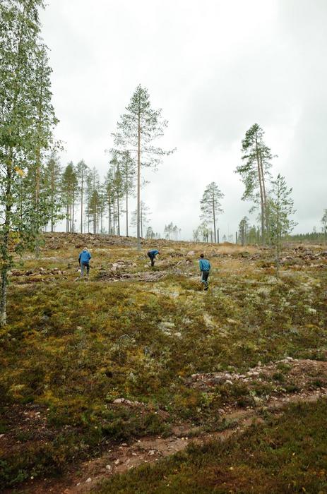 Clear-cut forest in Dalarna County, Sweden.