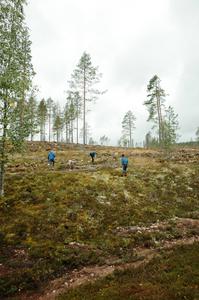 Clear-cut forest in Dalarna County, Sweden.