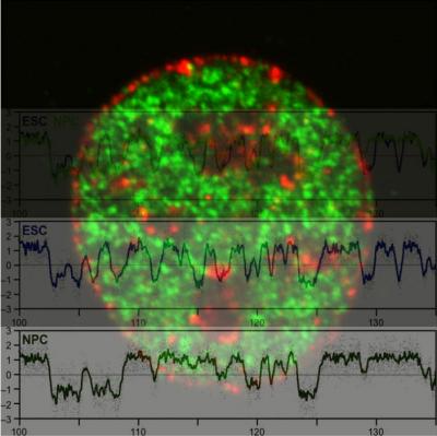 Mammalian Nuclei