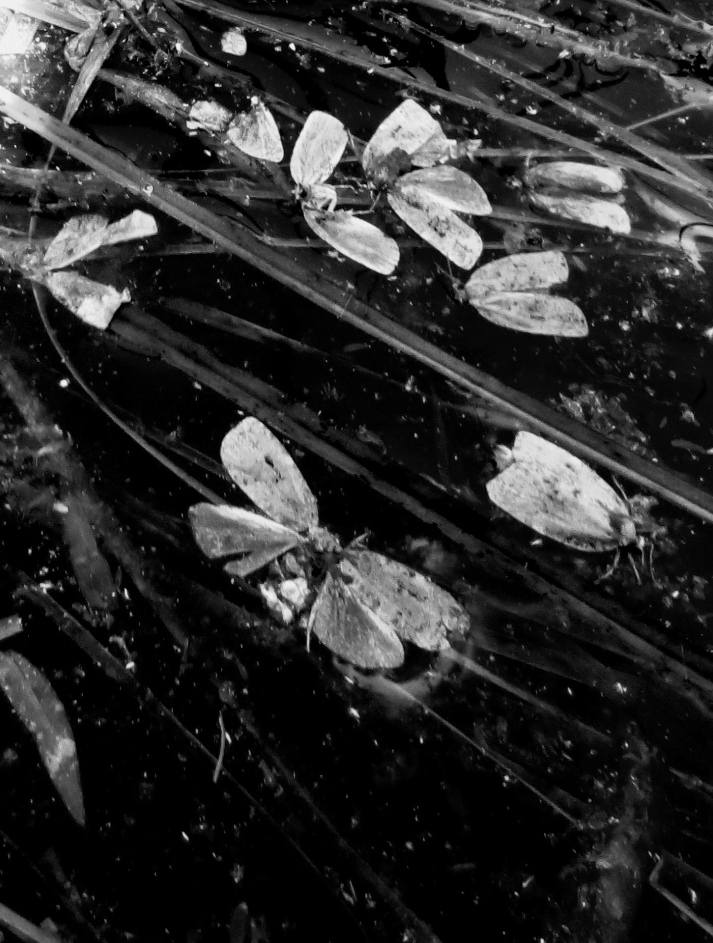 Dead Moths On the Surface of a Lake During an Outbreak