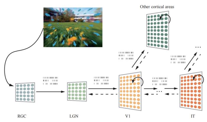 A schematic of the hierarchical processing of spatio-temporal patterns in the visual system in the form of spike trains