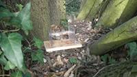 Squirrel Trying to Get Food with Its Paws