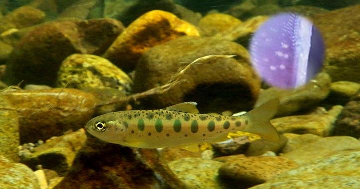 Young Masu Salmon, the Host of <I>Margaritifera laevis</I>
