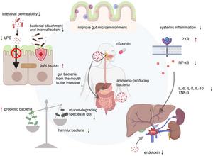 Mechanisms of rifaximin in treating Hepatic encephalopathy