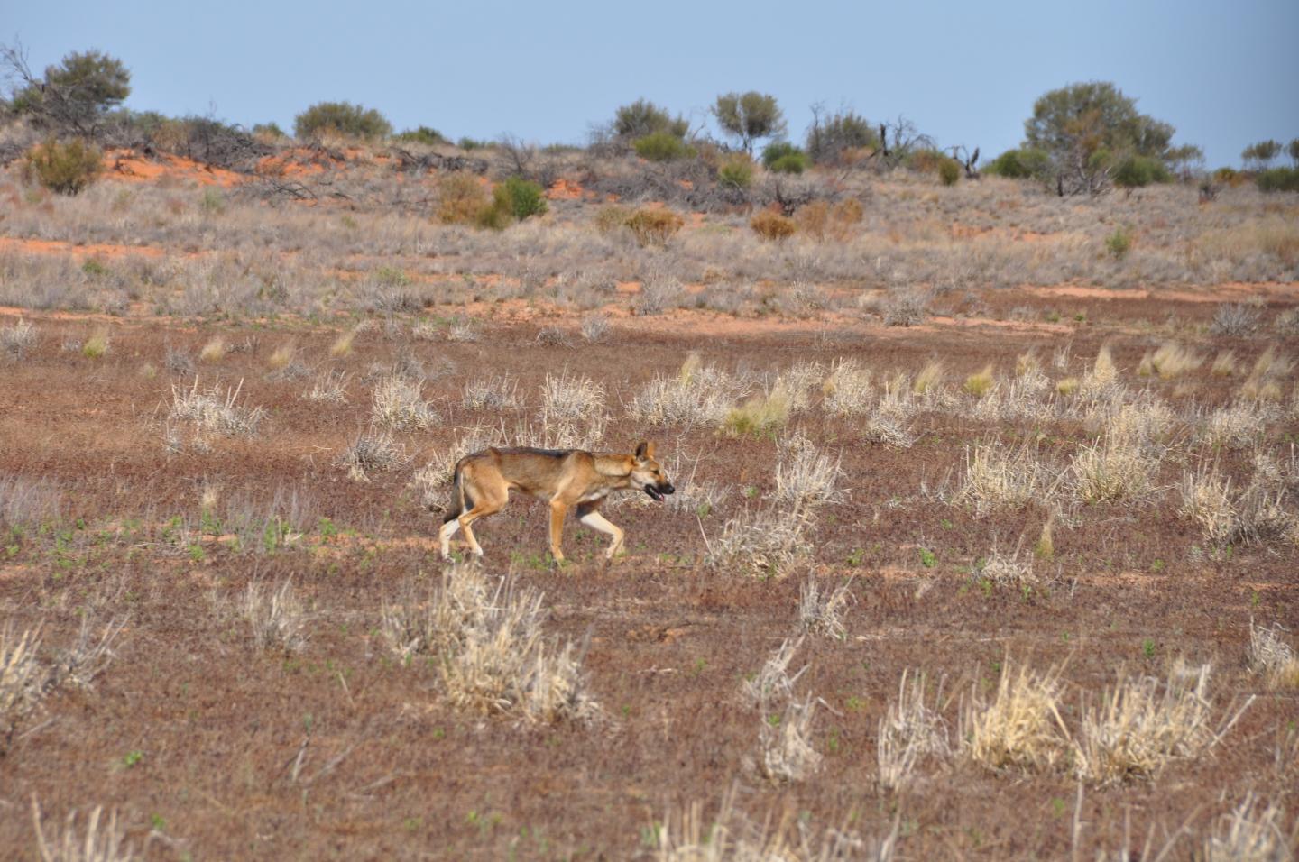 Dingo