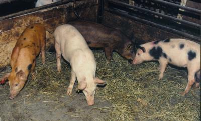 Piglets