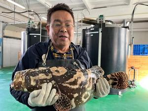 Associate Professor Toshimasa Yamamoto Holding a Hybrid Grouper