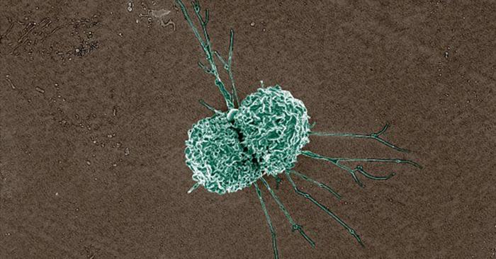 Single Macrophage