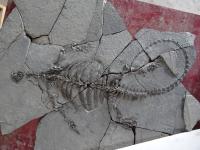 Fossil Turtle