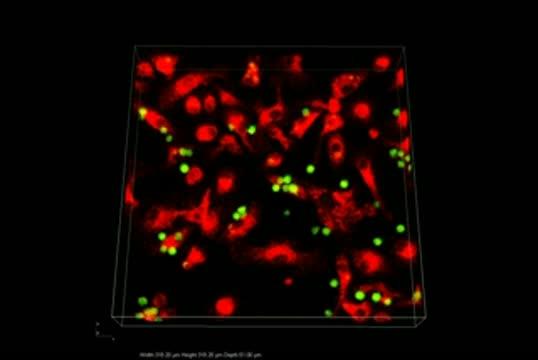 Novel Pathway of p53 Has Widespread Roles in Phagocytosis, T-cell Inhibition