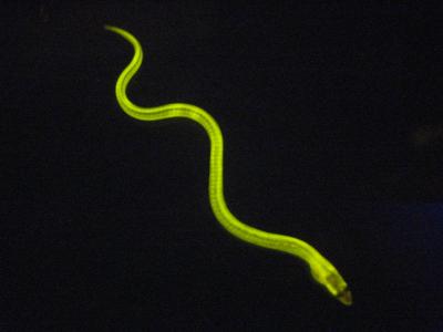 Fluorescent Eels