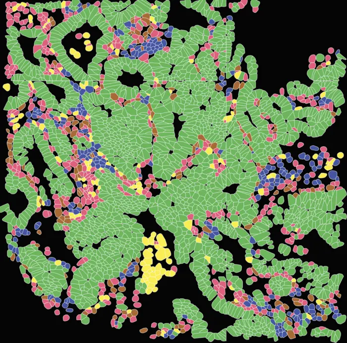 Dow colorectal cancer cell types