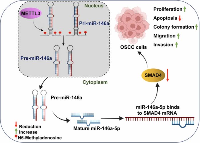 METTL3 promotes oral squamous cell carcinoma by regulating miR-146a-5p/SMAD4 axis