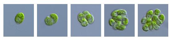 Mother Cell