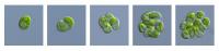 Mother Cell