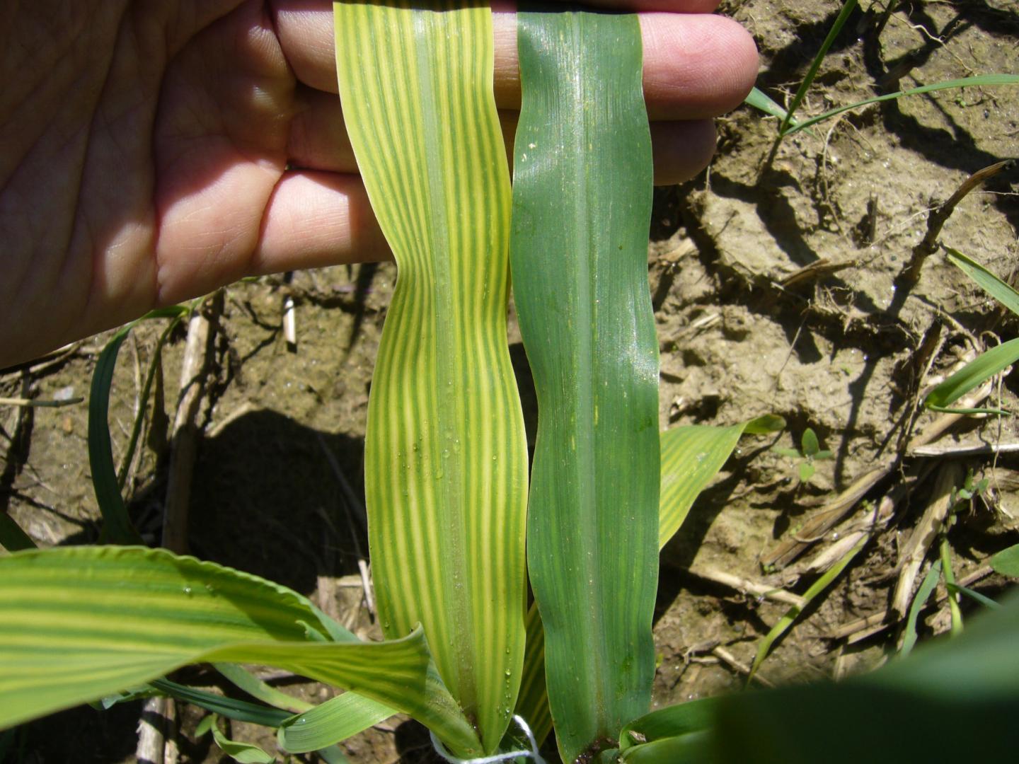 Corn Plants