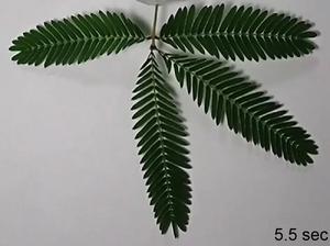 Mimosa pudica leaves fold within seconds of being wounded