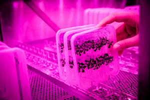 Arabidopsis seedlings growing in pink room