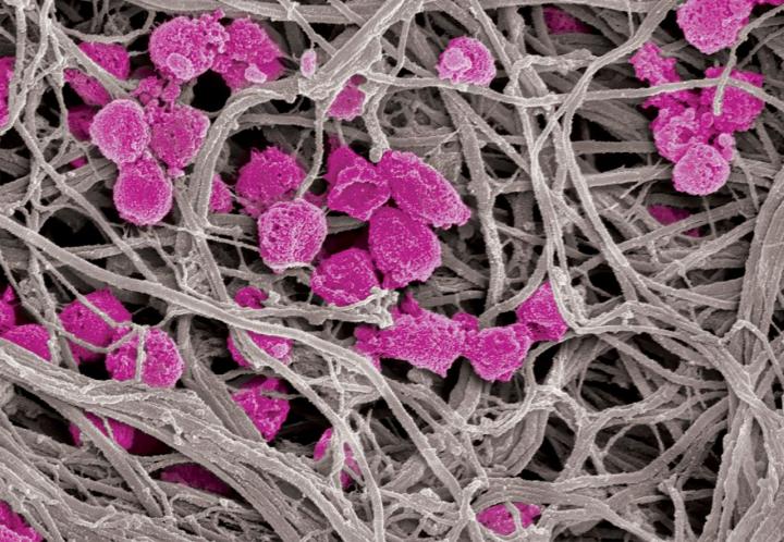 Platelet Decoys