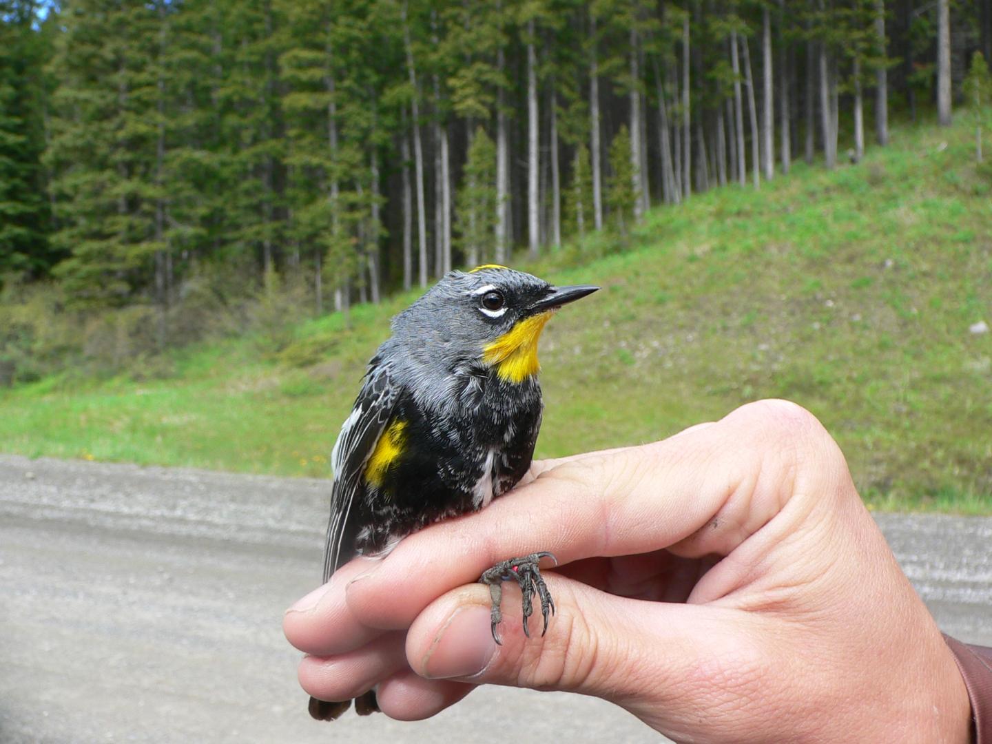 Audubon's Warbler