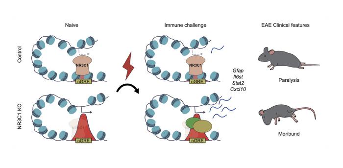 KAIST team links early life epigenetic memory to adult brain inflammation​