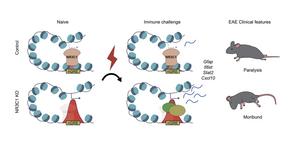 KAIST team links early life epigenetic memory to adult brain inflammation​