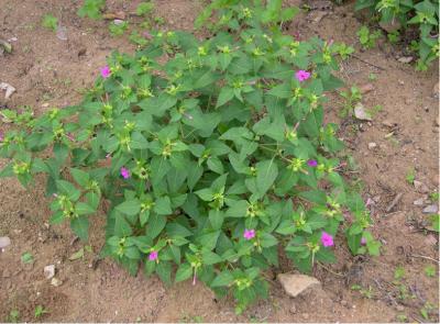 <i>Mirabilis jalapa</i> in Field