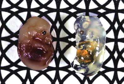 Mouse Embryos