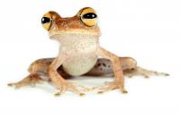 Alfaro's Treefrog