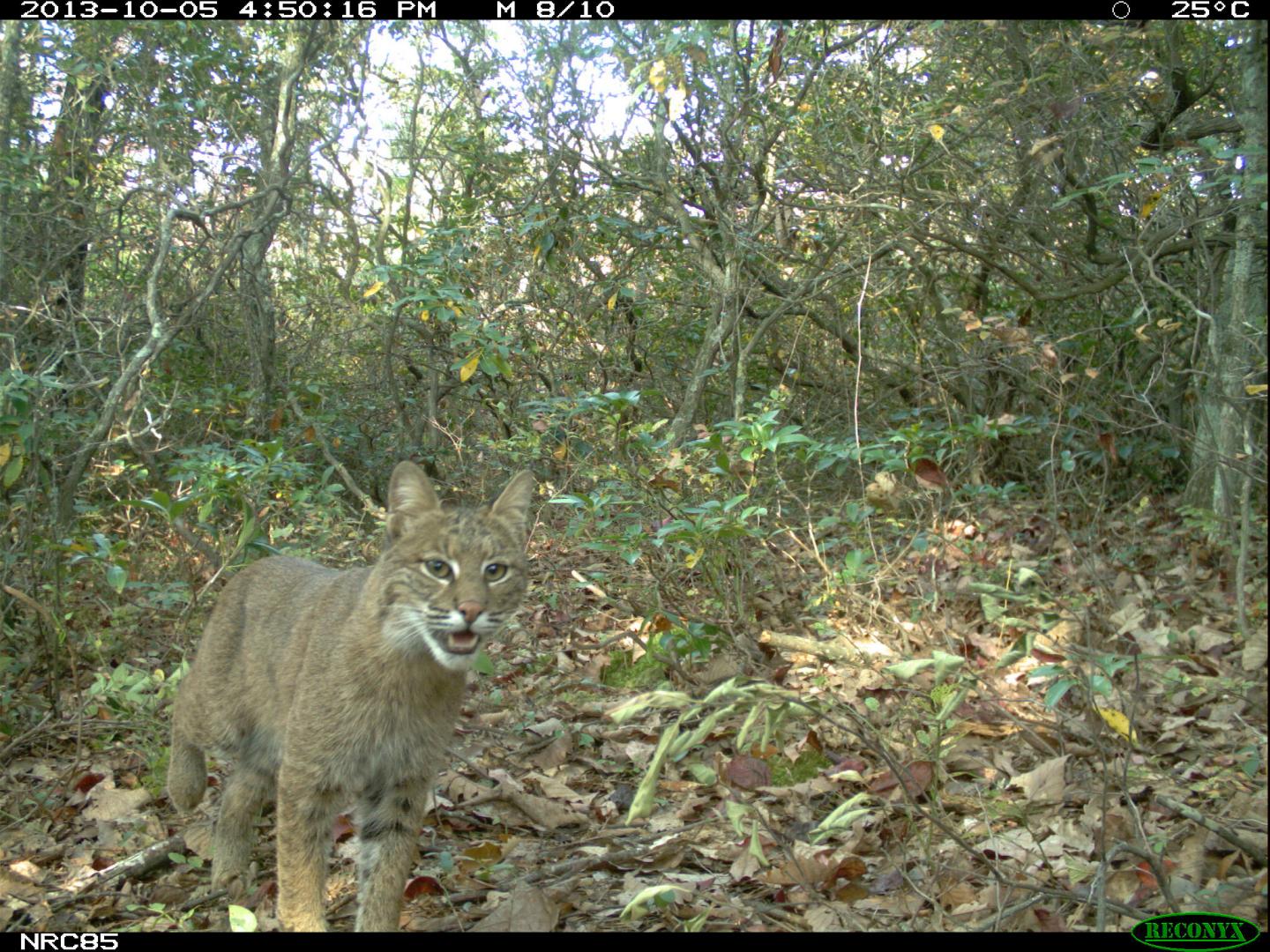 Some Predators Frequent Hiking Areas