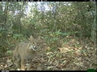Some Predators Frequent Hiking Areas