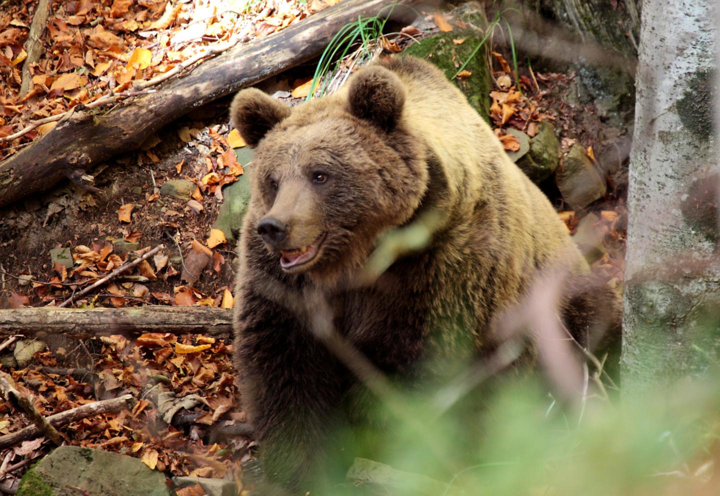 Comeback for Europe's Large Carnivores (7 of 10)