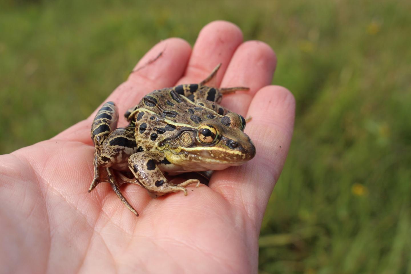 Atlantic Coast Leopard Frog in Hand
