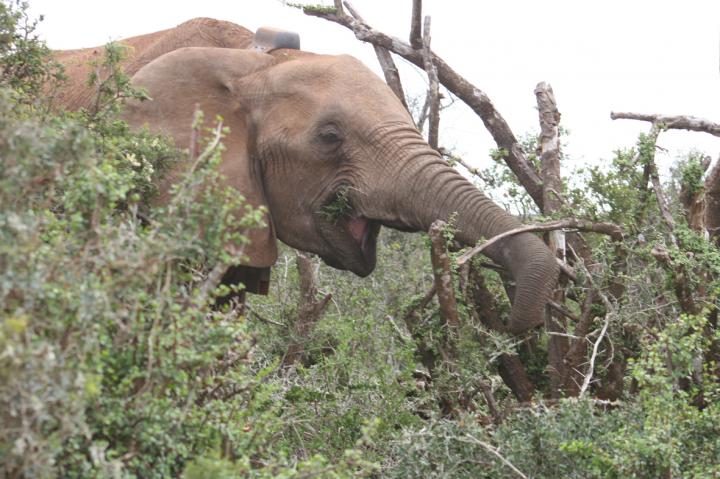 Elephant