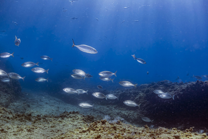 Fish population