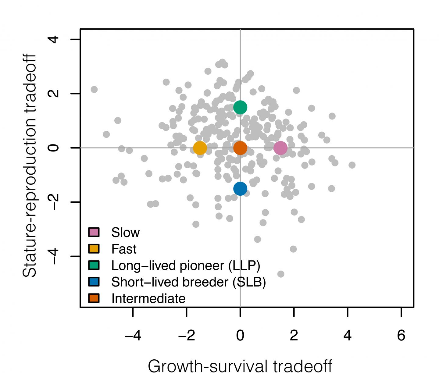 Two tradeoffs for tropical rainforest trees