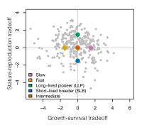 Two tradeoffs for tropical rainforest trees