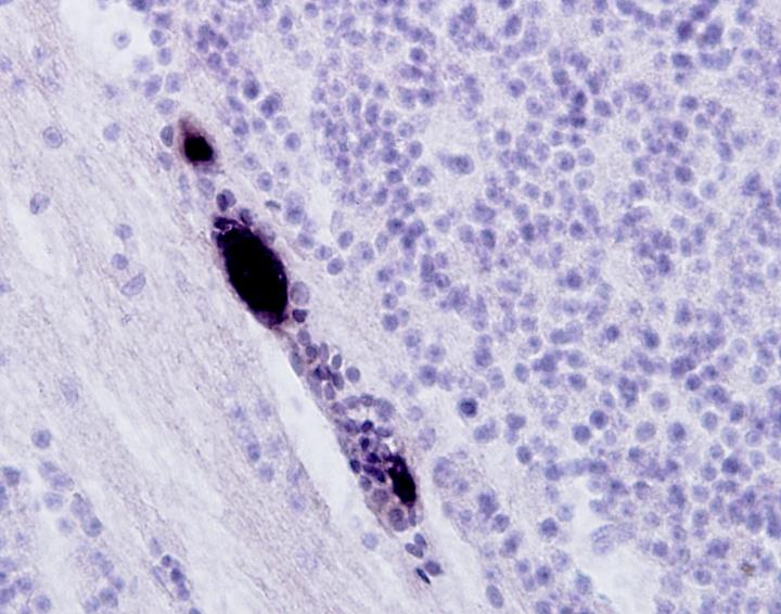Section Through Bird Tissue