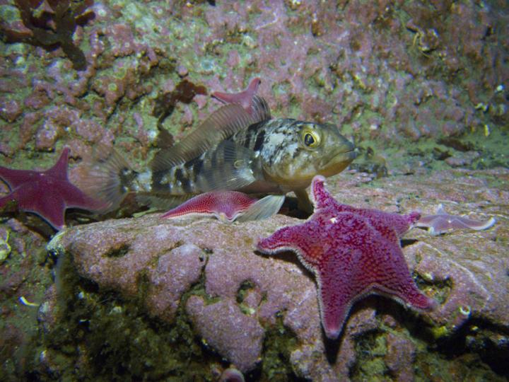 Rockcod and Sea Stars