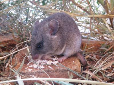 Rodent and Flea Abundance Doubled