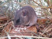 Rodent and Flea Abundance Doubled