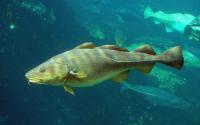 A School of Cod Fish Swimming