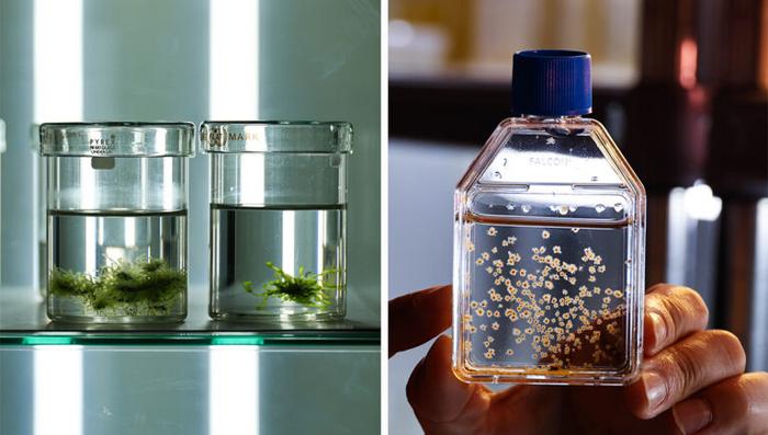 Green and brown algae being cultured in the laboratory