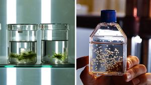 Green and brown algae being cultured in the laboratory