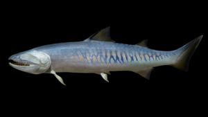 Life reconstruction of the biggest Silurian vertebrate Megamastax amblyodus