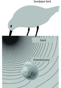 A sandpiper (red knot) produces a pressure field with the bill in a sand sediment of a hypothetical mudflat.