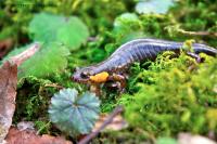 Ecology at Risk